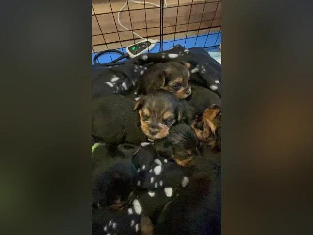 💖 Réservations ouvertes pour notre prochaine portée de Yorkshire 💖 🐶 thumbnail 10