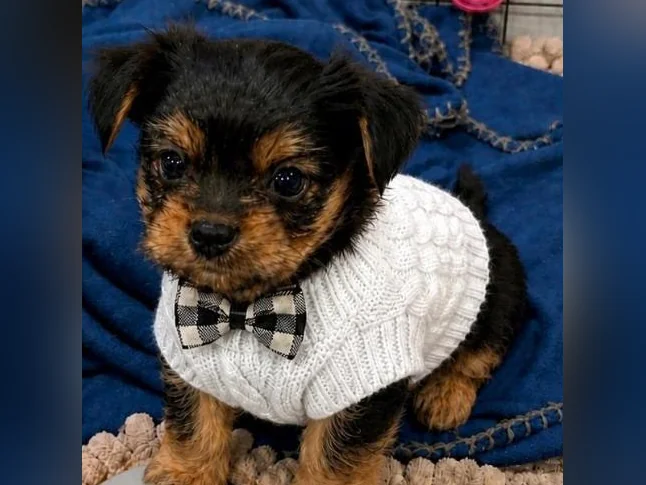 💖 Réservations ouvertes pour notre prochaine portée de Yorkshire 💖 🐶 thumbnail 9