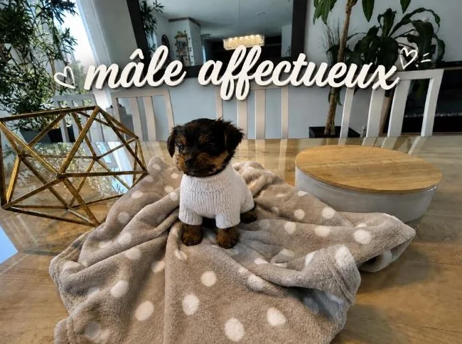 💖 Réservations ouvertes pour notre prochaine portée de Yorkshire 💖 🐶