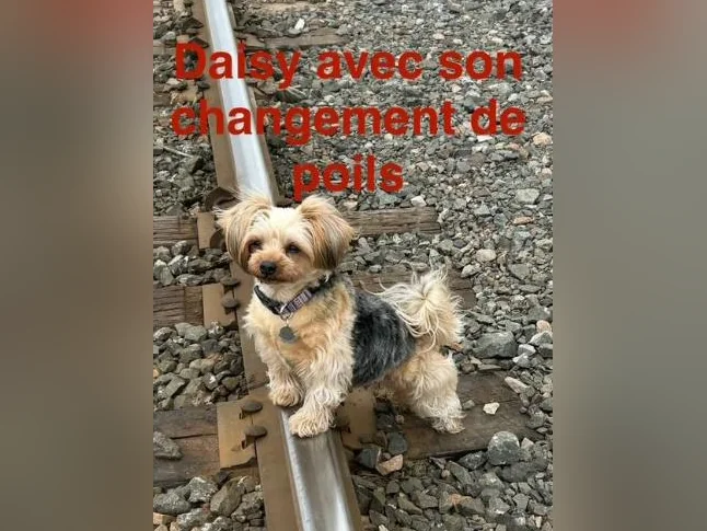 💖 Réservations ouvertes pour notre prochaine portée de Yorkshire 💖 🐶 thumbnail 5