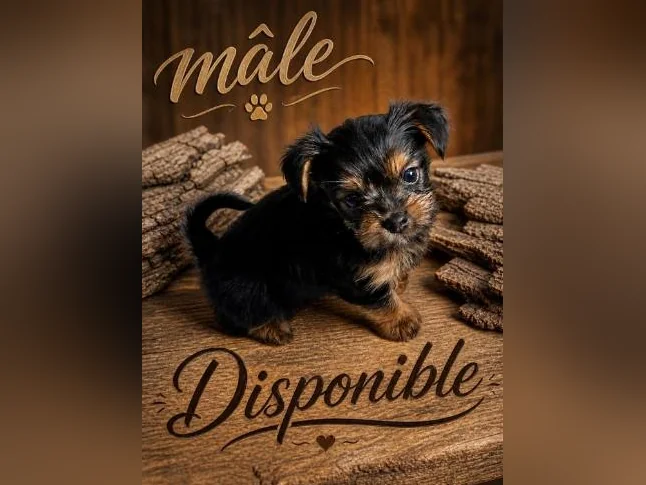 💖 Réservations ouvertes pour notre prochaine portée de Yorkshire 💖 🐶 thumbnail 3