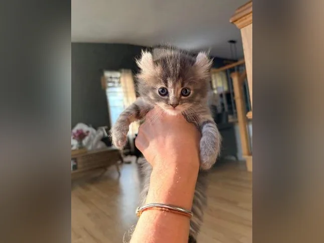 Chatons Highland lynx croisé thumbnail 9