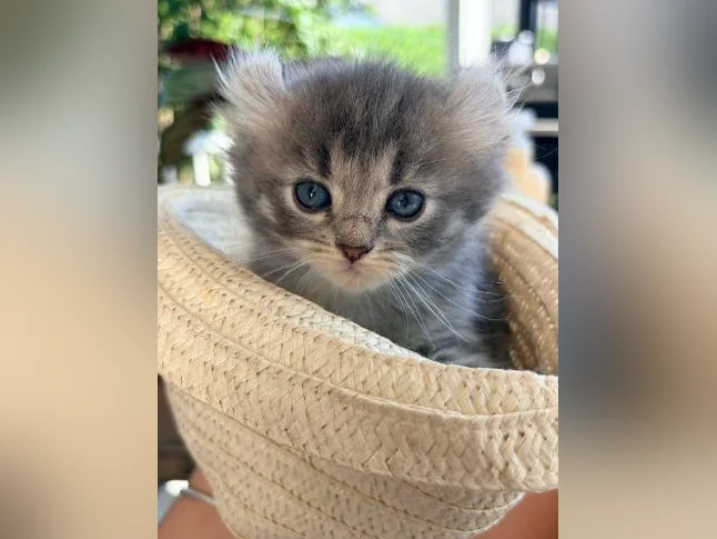 Chatons Highland lynx croisé thumbnail 5
