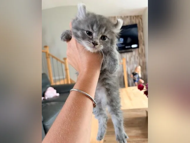 Chatons Highland lynx croisé thumbnail 8
