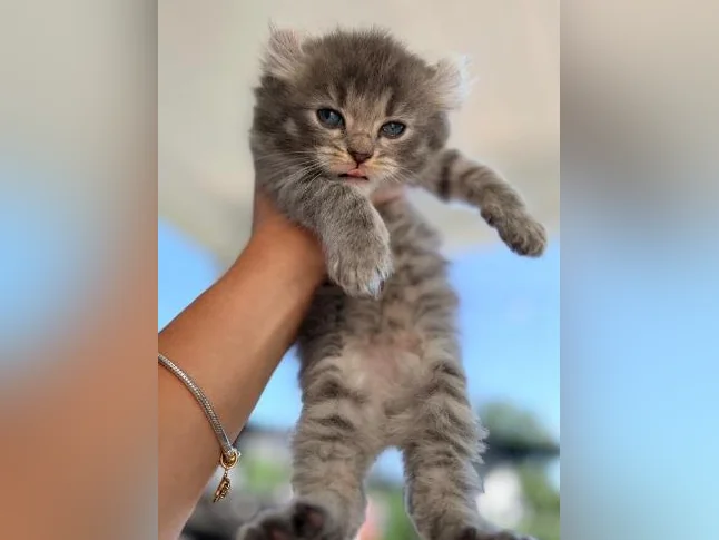 Chatons Highland lynx croisé thumbnail 2