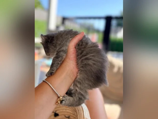 Chatons Highland lynx croisé thumbnail 3