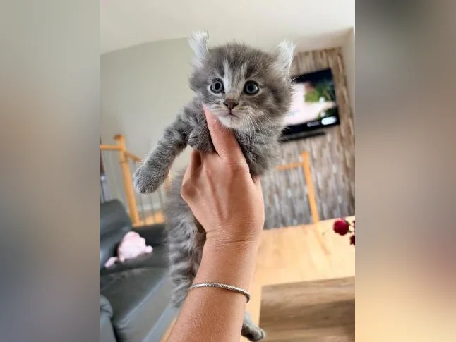 Chatons Highland lynx croisé thumbnail 7