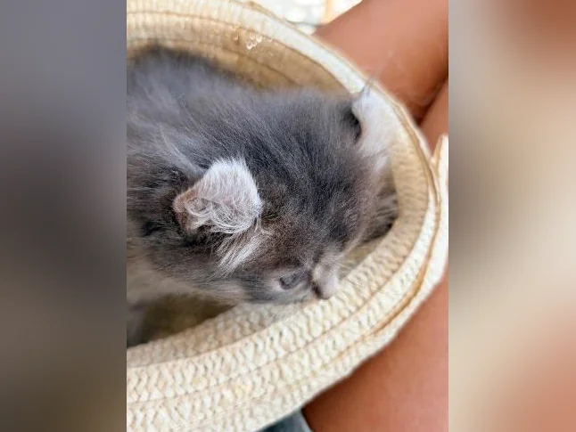 Chatons Highland lynx croisé thumbnail 4