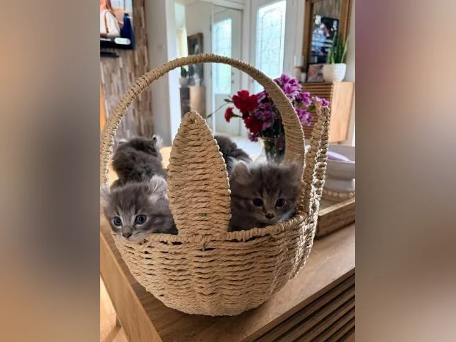 Chatons Highland lynx croisé thumbnail 10