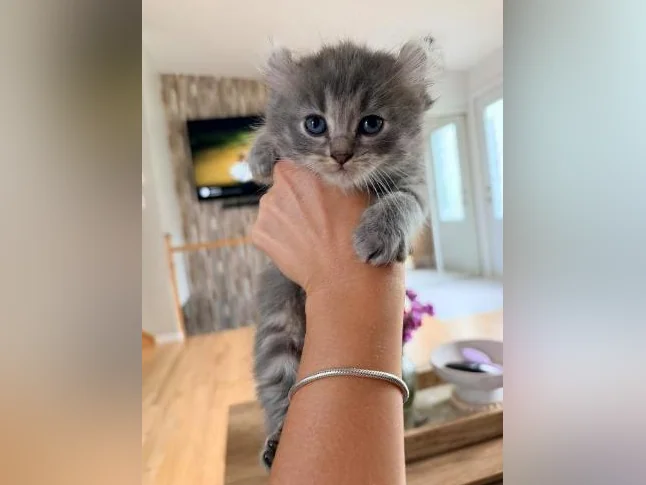 Chatons Highland lynx croisé thumbnail 6