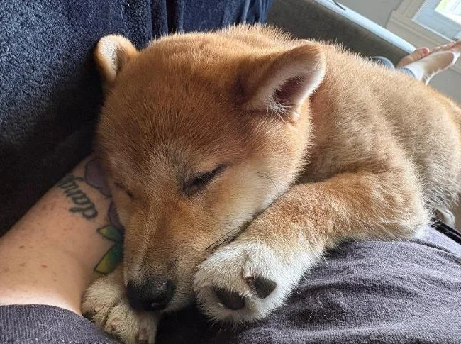 Shiba Inu pure race avec accessoires thumbnail 2