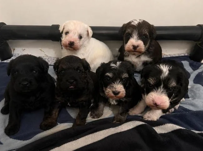 Goldendoodle mini moyen standard , et Schnoodle