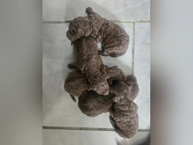 Goldendoodle mini moyen standard , et Schnoodle thumbnail 9
