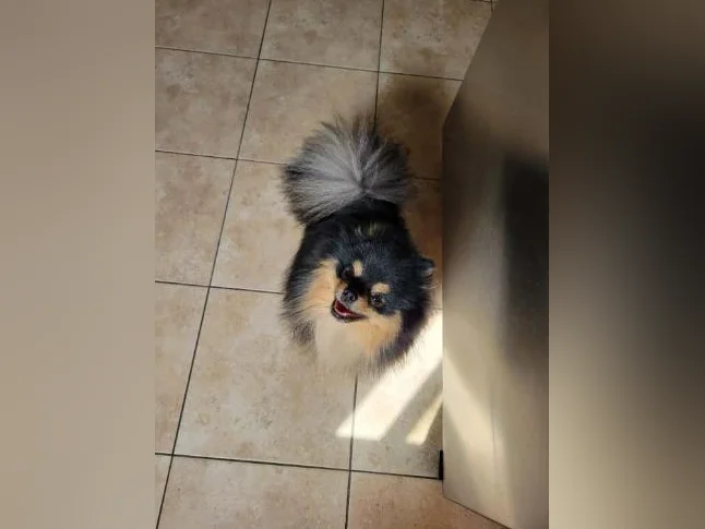 Pomeranien thumbnail 2