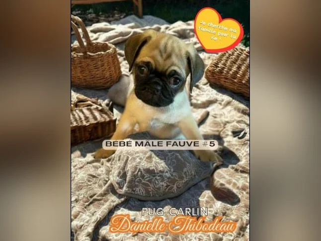 Chiot Carlin pug