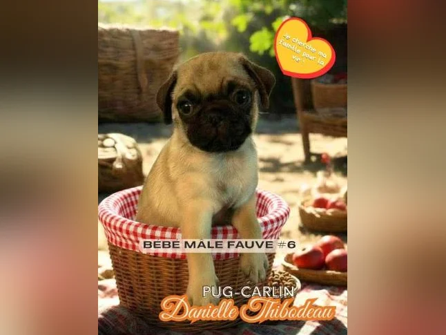 Chiot Carlin pug thumbnail 2