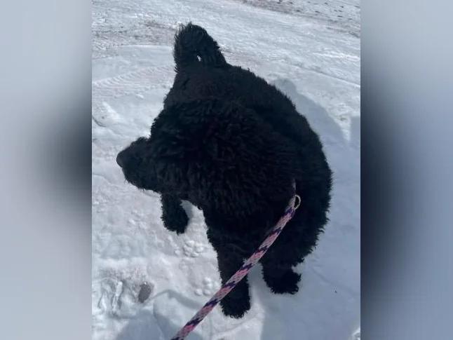 Caniche royale