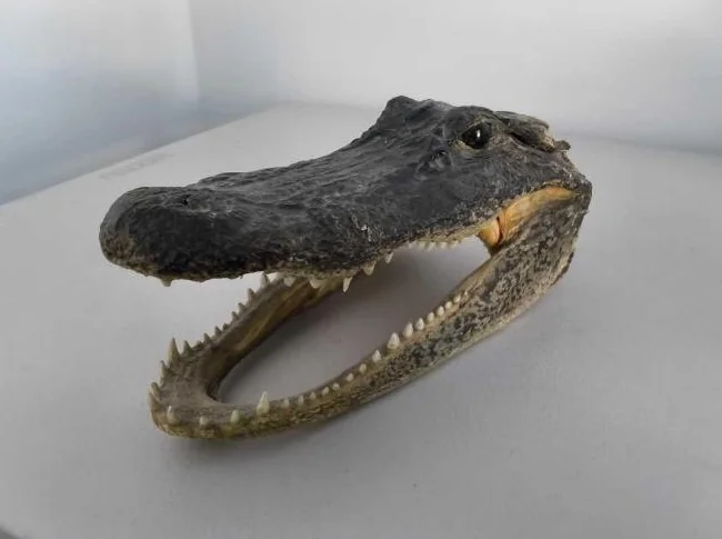 ALIGATOR REELLE PROVENANT DE TROY LANDRY DE LOUISIANE