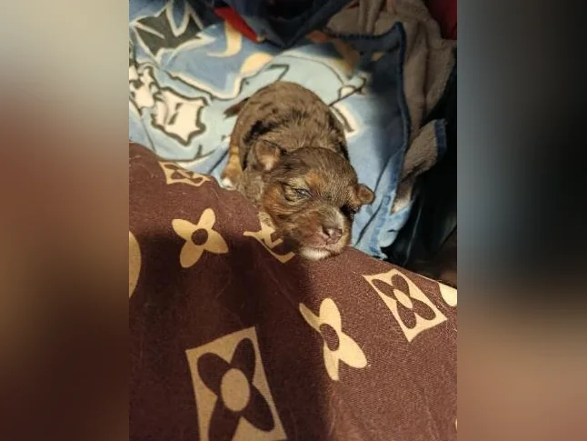 Yorkipoo x chihuahua