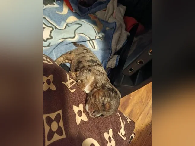 Yorkipoo x chihuahua thumbnail 3