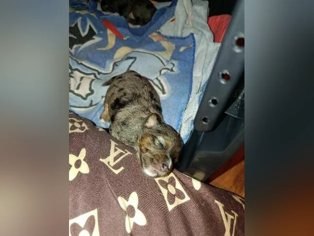 Yorkipoo x chihuahua thumbnail 2