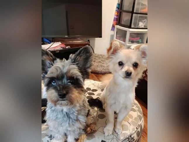 Yorkipoo x chihuahua thumbnail 5
