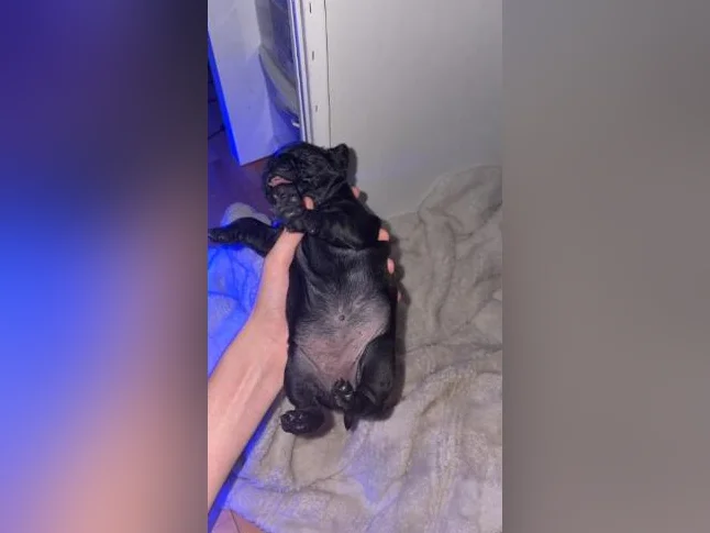 Chiot carlin/pug pure race thumbnail 3