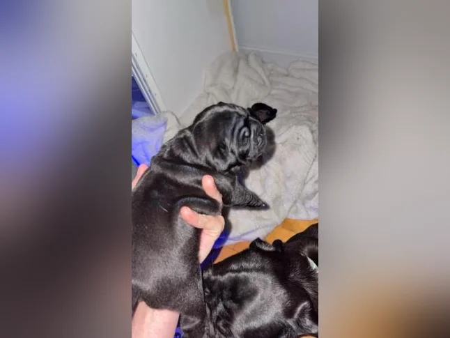 Chiot carlin/pug pure race