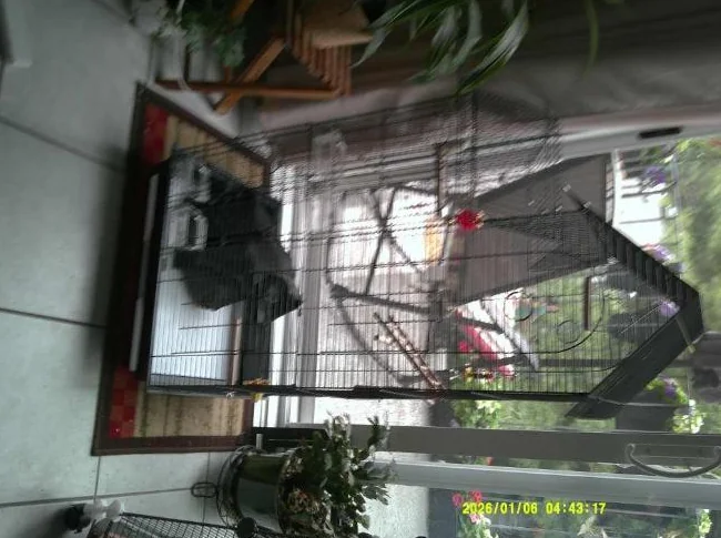CAGE D' OISEAU thumbnail 2