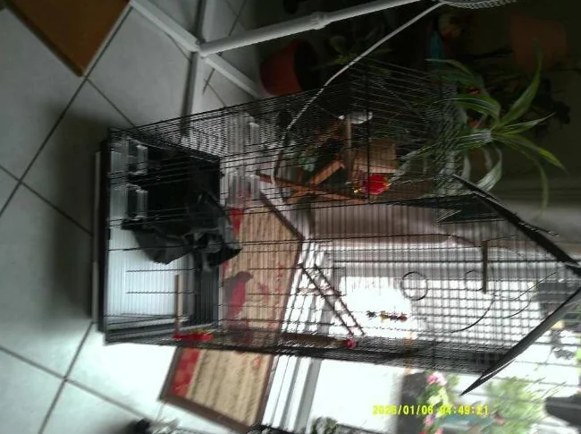 CAGE D' OISEAU