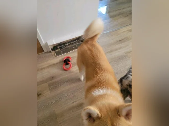 Akita inu male thumbnail 3
