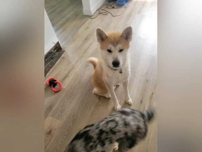 Akita inu male thumbnail 2