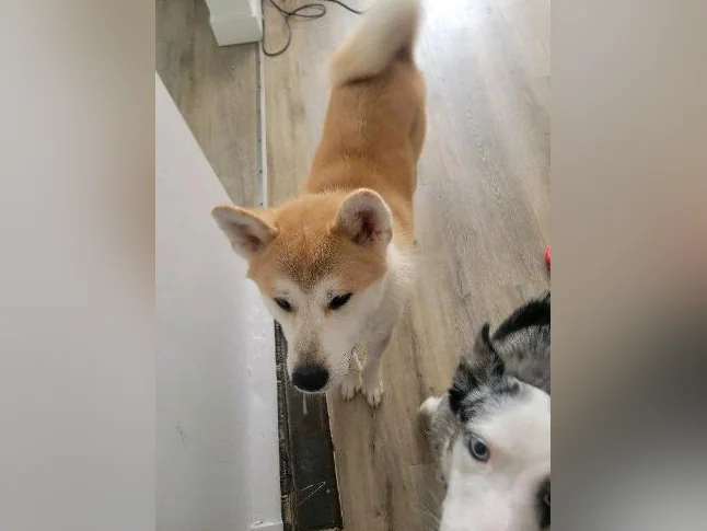 Akita inu male thumbnail 4