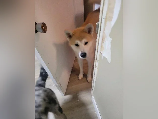 Akita inu male thumbnail 5
