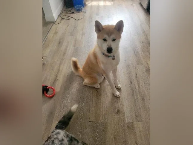 Akita inu male