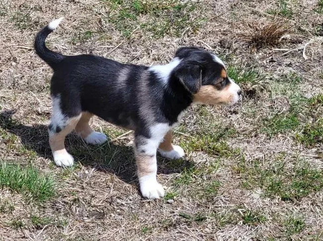 Femelles berger australien croisée jack russell thumbnail 7