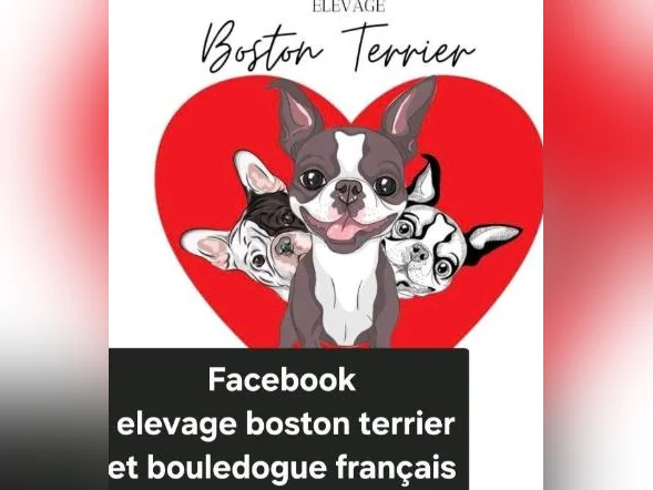 Bouledogue français fluffy thumbnail 6