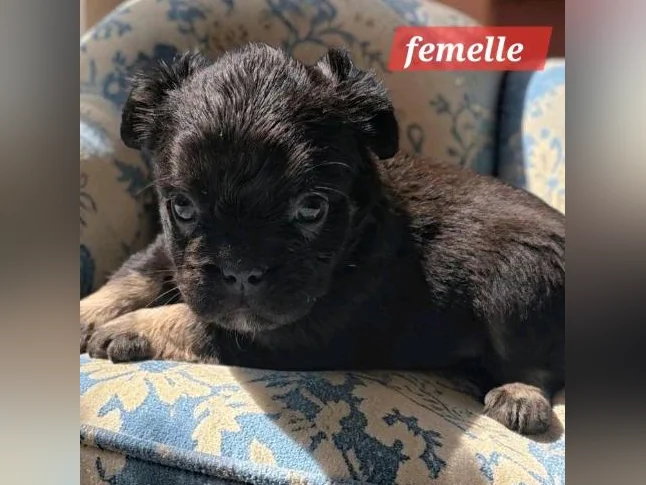 Bouledogue français fluffy thumbnail 5