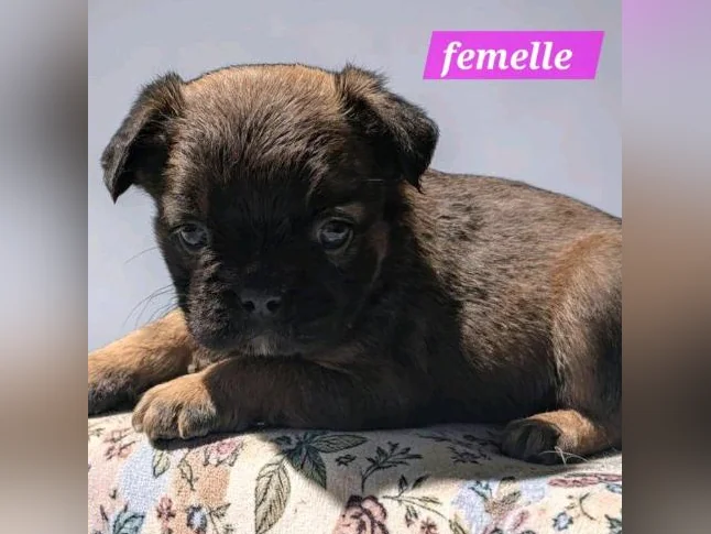 Bouledogue français fluffy thumbnail 4