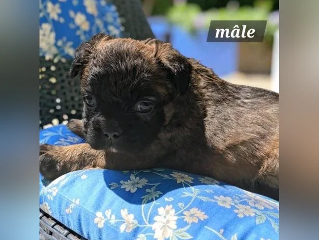 Bouledogue français fluffy