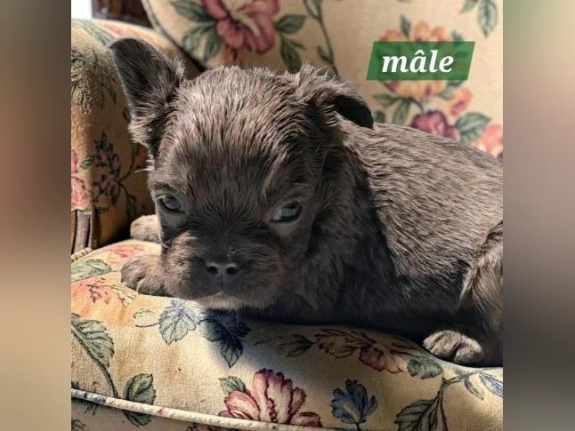 Bouledogue français fluffy thumbnail 2