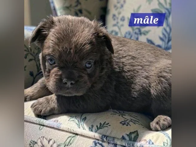 Bouledogue français fluffy thumbnail 3