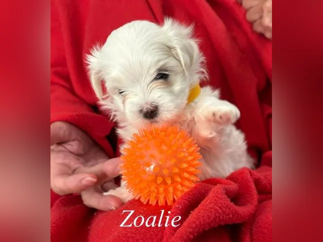 Magnifiques Femelles Bichons Maltais Pure Race