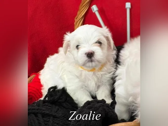 Magnifiques Femelles Bichons Maltais Pure Race thumbnail 3