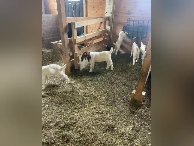 🐐 Chevreaux Boer pure race et enregistrés à vendre thumbnail 2