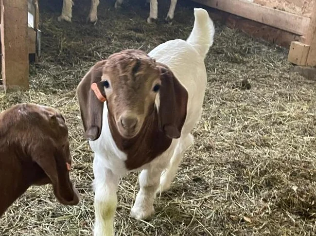 🐐 Chevreaux Boer pure race et enregistrés à vendre thumbnail 4