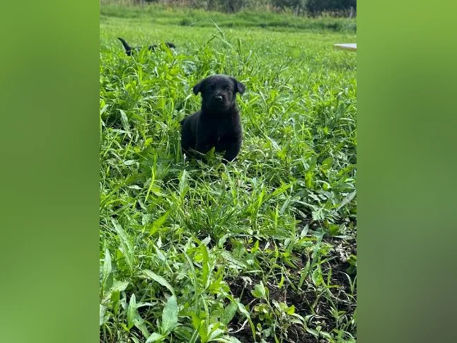 Chiots Sheprador❤️( vaccinés ) thumbnail 4