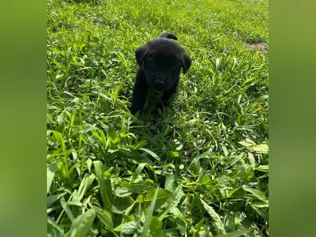 Chiots Sheprador❤️( vaccinés ) thumbnail 5