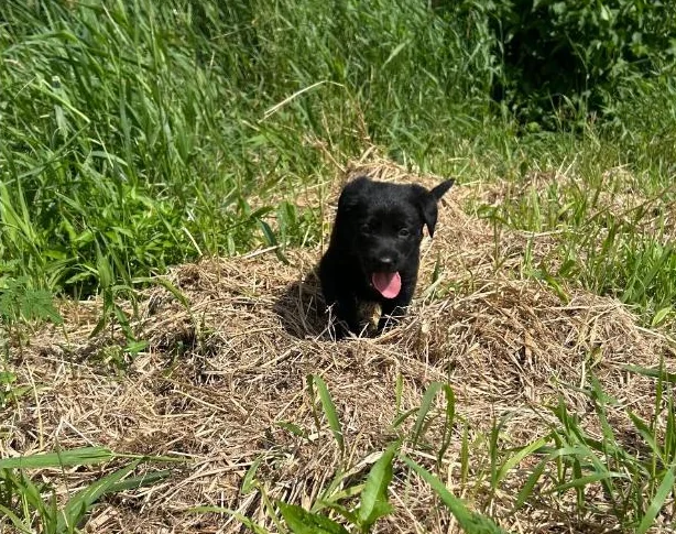 Chiots Sheprador❤️( vaccinés ) thumbnail 6