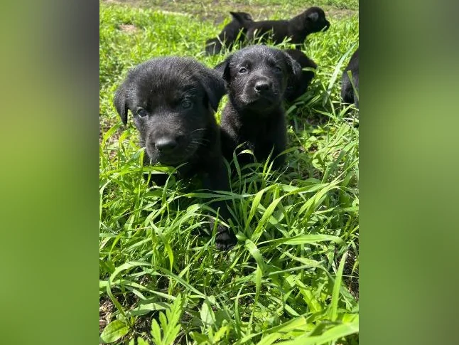 Chiots Sheprador❤️( vaccinés ) thumbnail 2